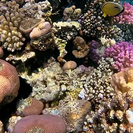 Domina Coral Bay Oasis