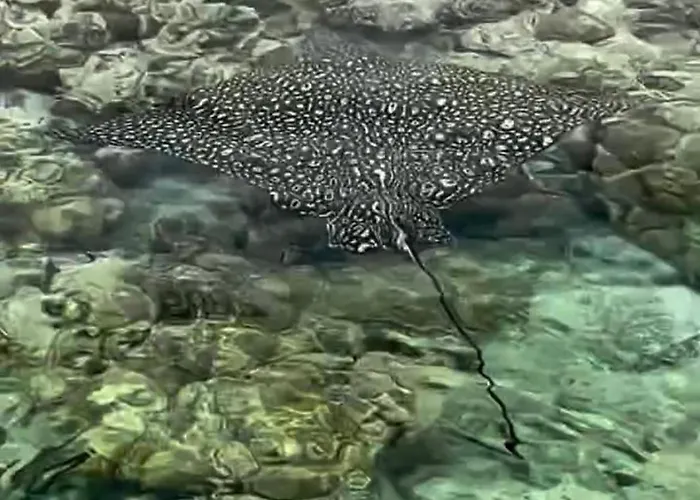 Üdülőközpont Domina Coral Bay Oasis Sarm es-Sejk