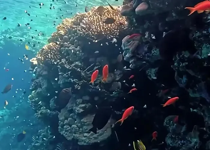 Domina Coral Bay Oasis * Sarm es-Sejk